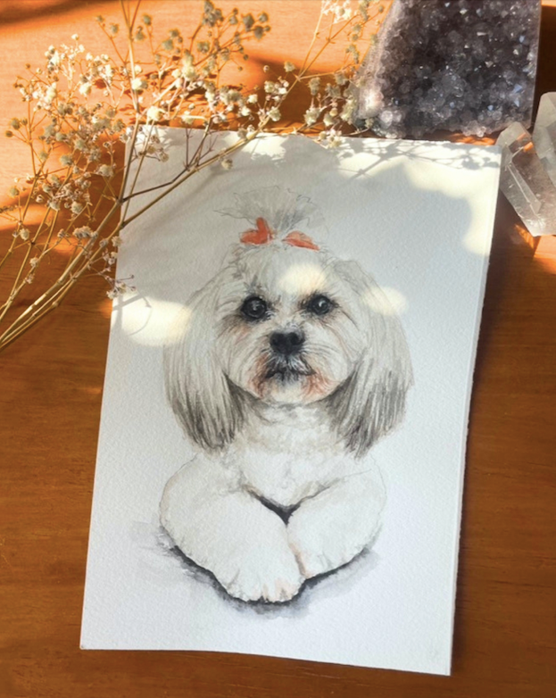 Watercolour portrait of a border collie